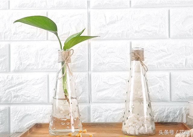 水培绿萝怎么养才能活得快,水培绿萝怎么做百分百能成功