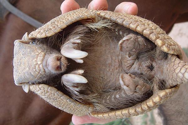 震惊！爬虫类竟会使“三十六计”（四）