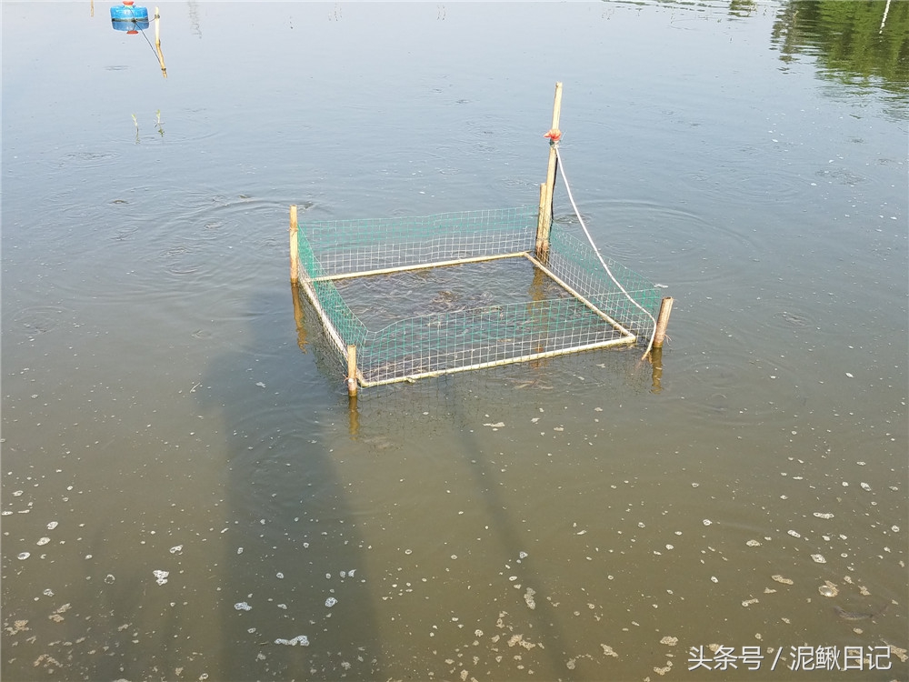 创业养殖鲫鱼,养殖泥鳅和鲫鱼哪个效益高