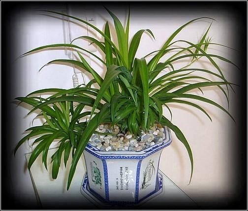 吊兰的栽培方法和注意事项图片,油画吊兰怎样养护才能垂吊在盆外