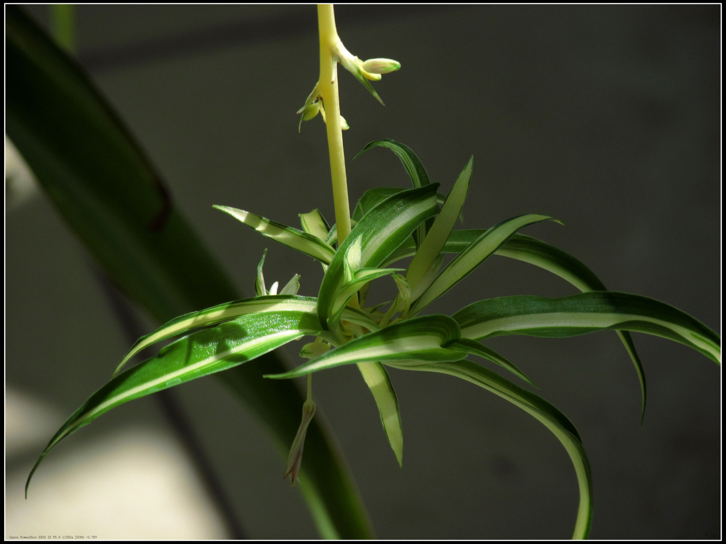 吊兰的栽培方法和注意事项图片,油画吊兰怎样养护才能垂吊在盆外