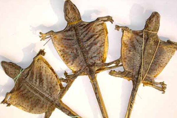 什么动物肾脏补肾最强,什么动物的肾可以补