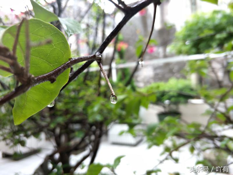 vivox9s和vivox9splus哪个好,vivox9s和plus有什么区别