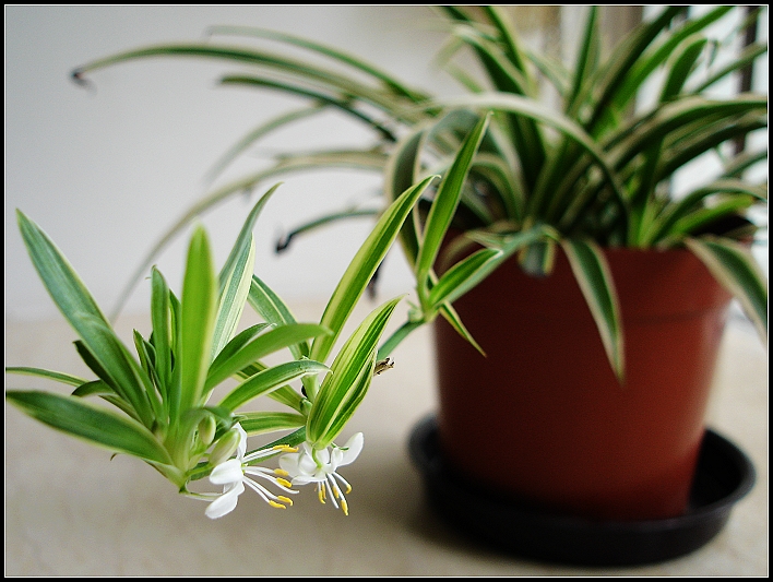 家庭装修甲醛污染引起白血病,装修引起儿童白血病的比例