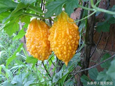 癞葡萄的种植方法和技术,癞葡萄种植方法和注意事项