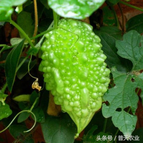 癞葡萄的种植方法和技术,癞葡萄种植方法和注意事项