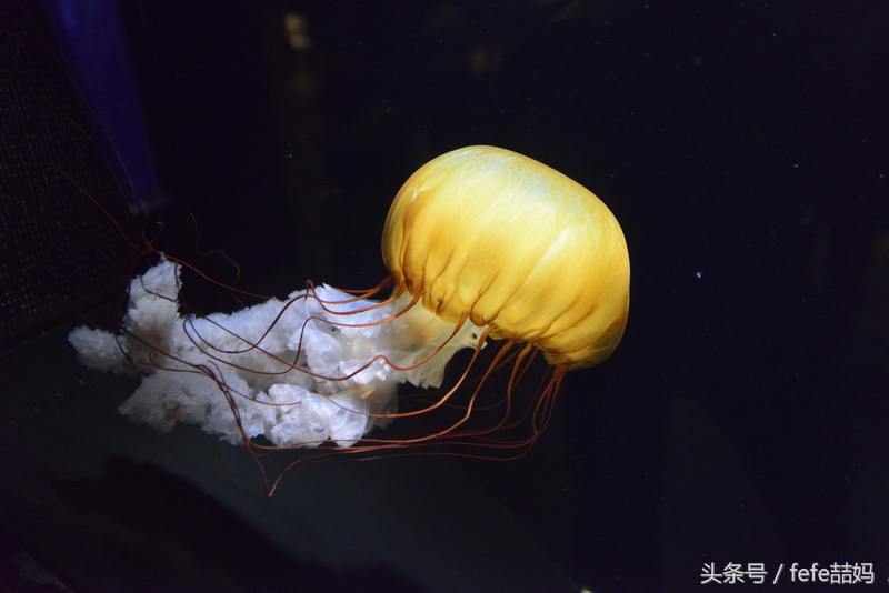 丽星邮轮日本游攻略视频,丽星邮轮厦门启程日本旅游