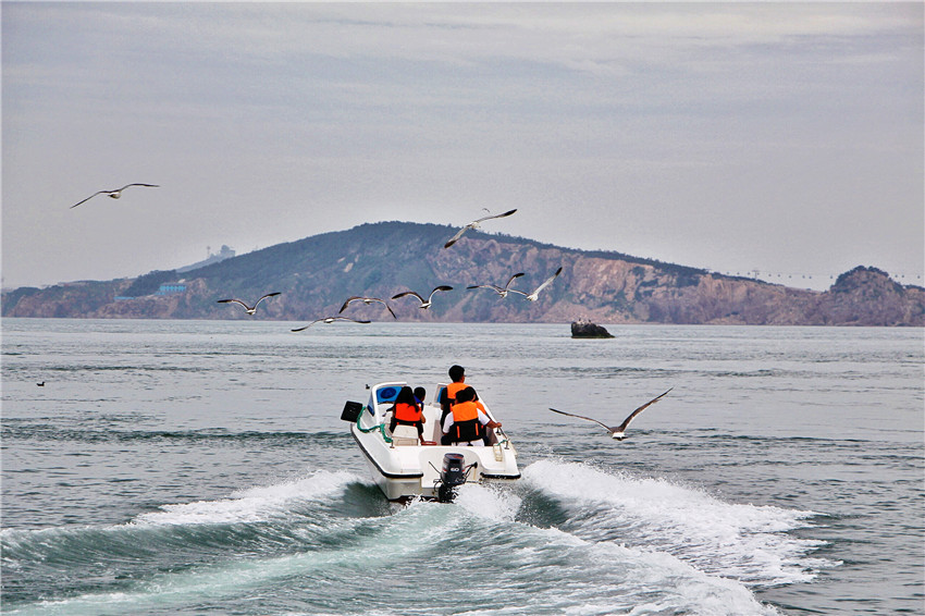 探海外仙境海驴岛,寻找海鸥王国的故事