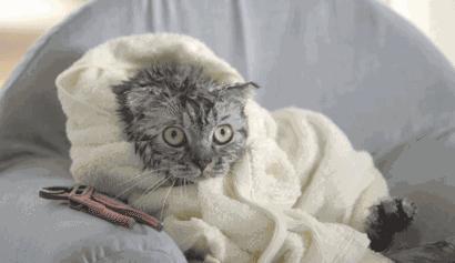 浜戝吇鐚殑鐥涚偣,浜戝吇鐚繃绋嬮亣鍒扮殑闅鹃