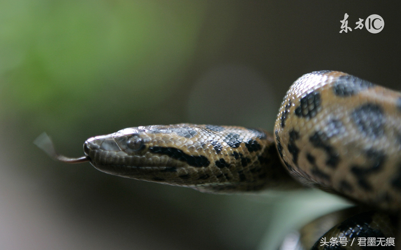 杀蛇最好的办法,森蚺杀其它蛇