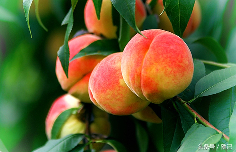 太土豪了！河南每个农家都有果园，各种水果应有尽有