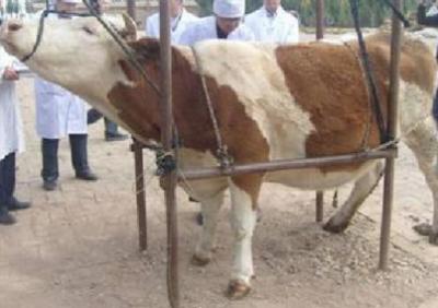 牛怎么治才能彻底根治,养牛户如何做好牛病预防