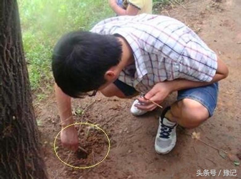 知了好吃嘛,知了怎样地叫