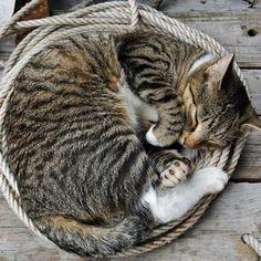 涨姿势！猫狗睡觉为什么都喜欢团成球？