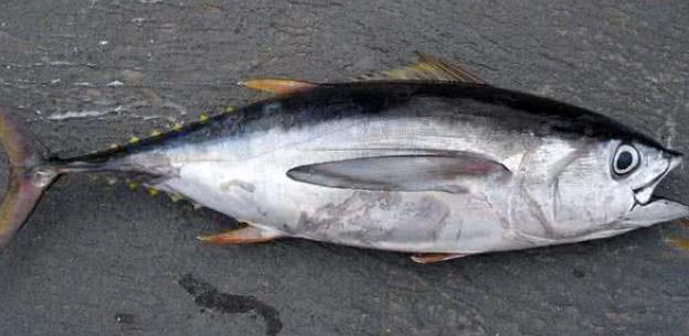 海鱼能人工饲养吗,海鱼可以自己养吗