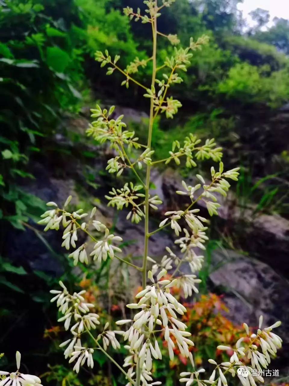 文成县珊溪水库地图,正宗文成珊溪水库有机鱼