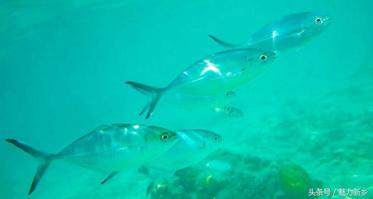 仙本那跳岛简介,仙本那跳岛图