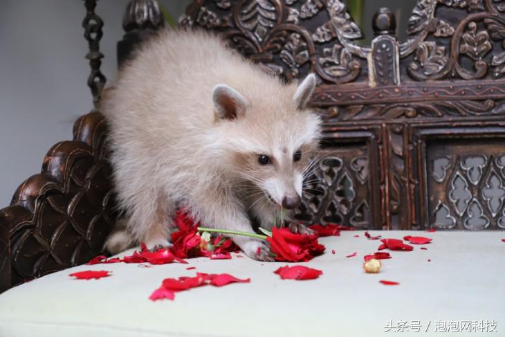 佳能6dmark2的标准参数,入门全画幅佳能6d