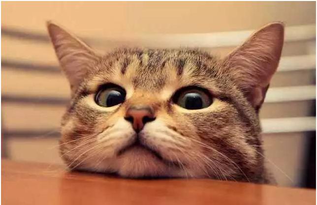 养猫能导致孕妇胎停育吗,养猫对孕妇怀孕影响大吗