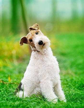 动漫中的可爱狗狗,盘点萌化的狗狗