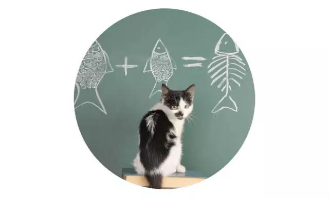 上海嘉定哪里有免费领养狗,瑶海区附近最近的宠物领养