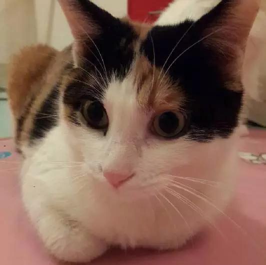 上海猫咪领养虹口,喵小汪宠物领养