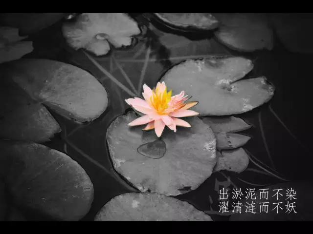 不会制作ppt别担心,初学者不会做ppt