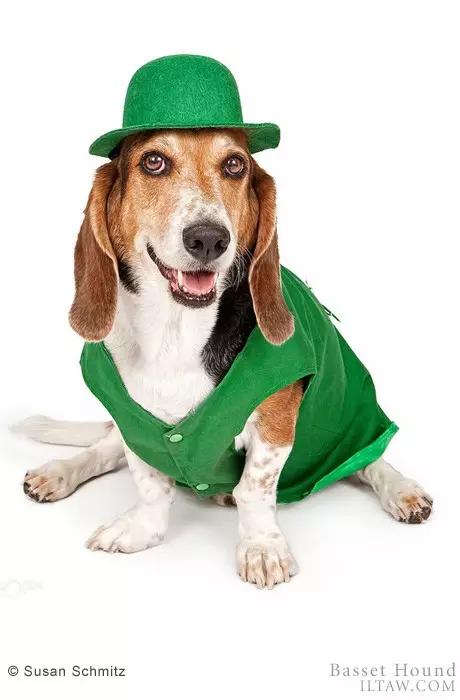 动物世界犬种-巴吉度猎犬