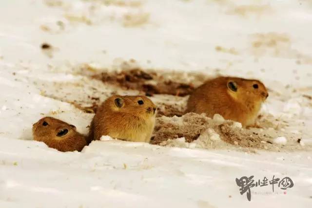 奚志农带队-10天9晚不丹之旅,4月24日出发