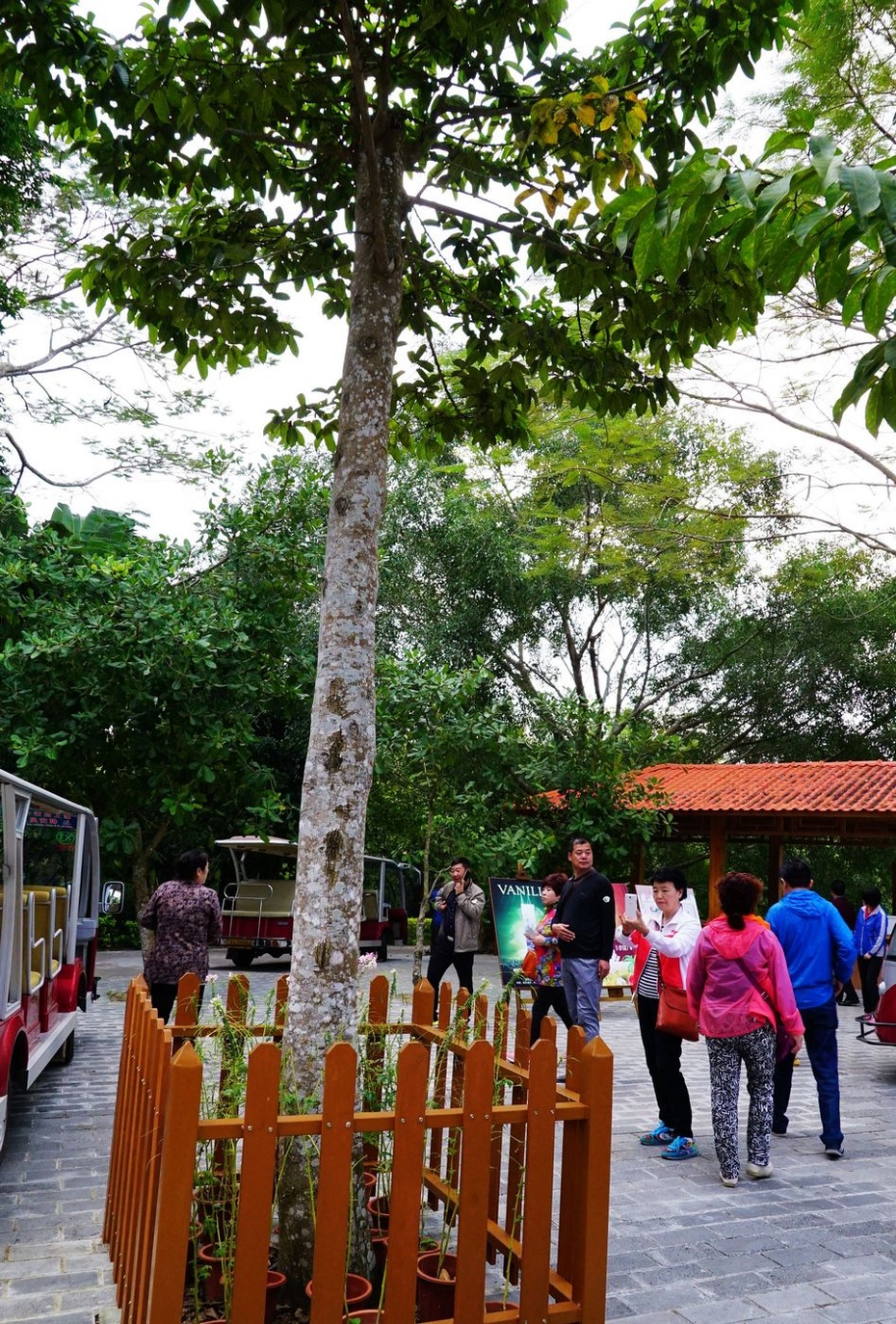 海南兴隆植物园的镇园之宝---“见血封喉”