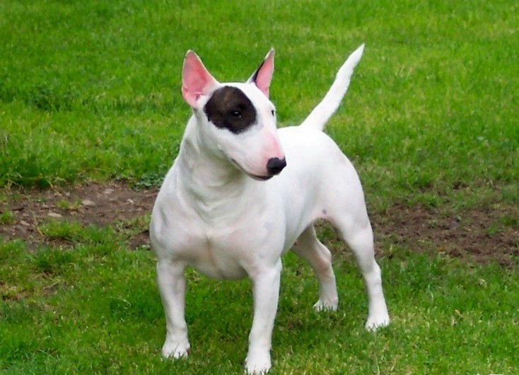 动漫中的可爱狗狗,盘点萌化的狗狗