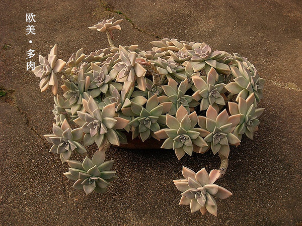 多肉张狂起来,狂野型多肉
