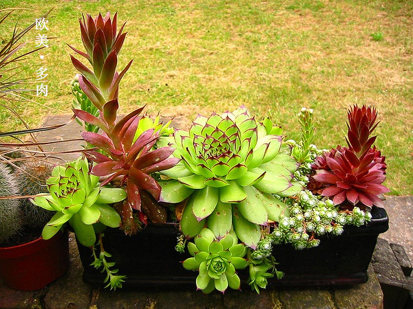 多肉张狂起来,狂野型多肉