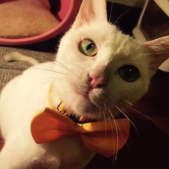 上海猫咪领养虹口,喵小汪宠物领养