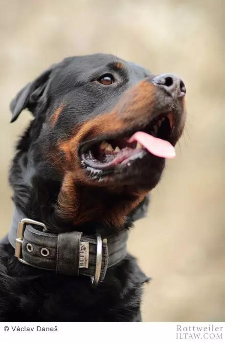 德国犬种罗威纳犬图片,动物世界家禽篇