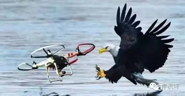 飞机：你赔我鼻子！鸟：妈的智障