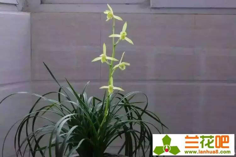 兰草独苗软腐怎么办,兰草茎腐和软腐的特效药