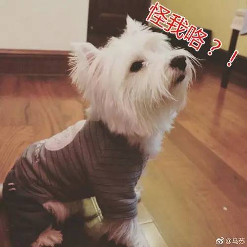 37岁的柳岩和马苏一起出席活动,37岁的柳岩和马苏出席活动