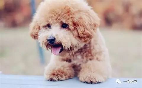 狗狗一块皮肤发红掉毛怎么治疗,狗狗掉毛一块一块的是什么原因