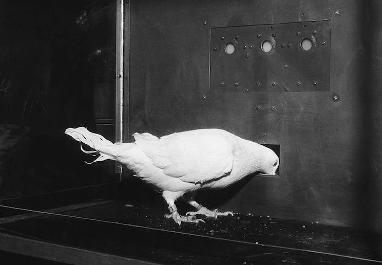 王立铭：育儿文为什么会让你焦虑？