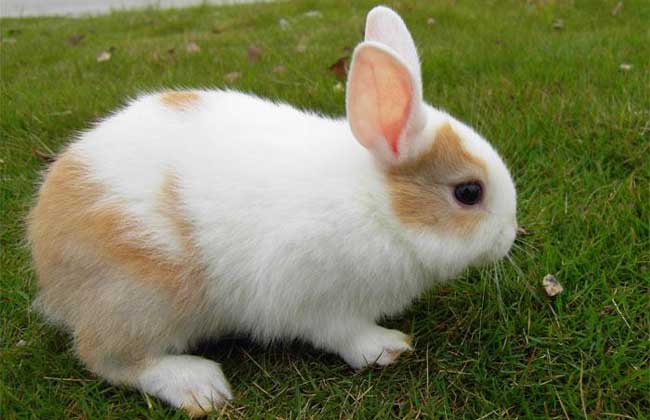 活的迷你兔最少多少钱,迷你兔几块钱