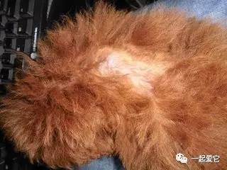 狗狗一块皮肤发红掉毛怎么治疗,狗狗掉毛一块一块的是什么原因
