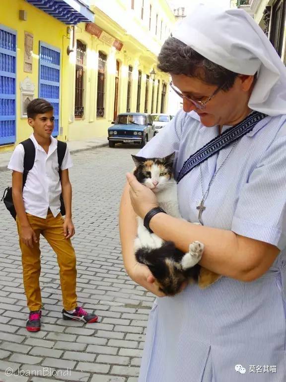 哈瓦那棕猫幼猫,哈瓦那棕猫贵吗值得养吗