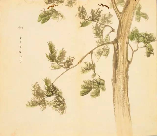 寻溯·花与草的诗情画意