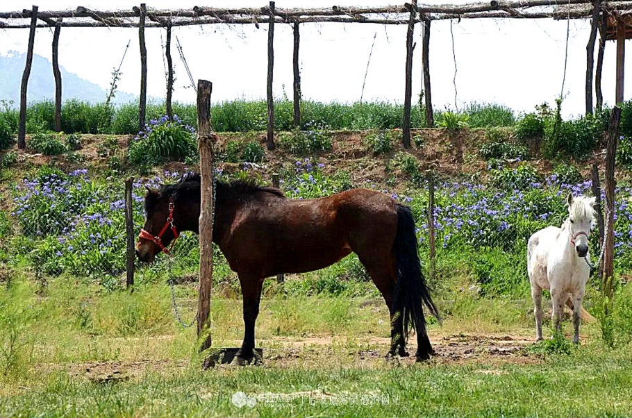 钻石原生矿和次生矿有什么区别,原生矿产生的钻石