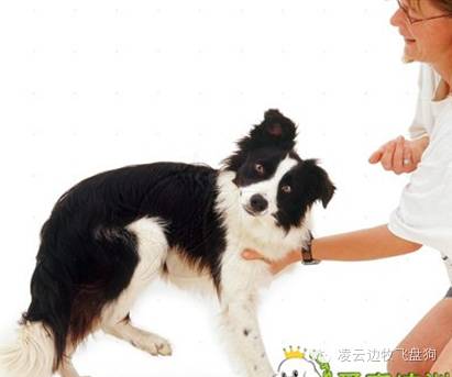边牧幼犬免疫程序及咳嗽,边牧幼犬护食怎么纠正的