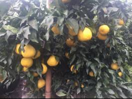 柑橘新优良种类,柑橘新品种介绍视频