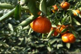 柑橘新品种选育及发展概况,带你认识柑橘新优品种