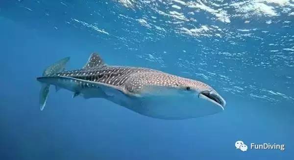 从入门级到朝圣级，船宿该怎么选？