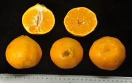 柑橘新品种选育及发展概况,带你认识柑橘新优品种